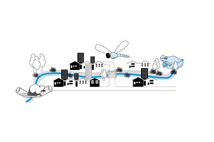 Gewässerraum:  Hotspot der Vielfalt innerhalb der Siedlungen
